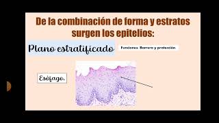 TIPO DE EPITELIOS hecho por Martínez Hernández Ximena grupo 114  A Histología [upl. by Eyoj]