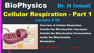 Cellular Respiration  Glycolysis  Citric Acid Cycle  Electron Transport Chain  NADH  Biophysics [upl. by Morice]