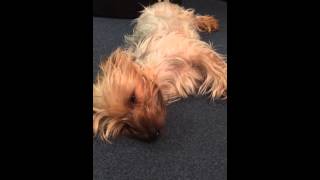 Yorkshire terrier barking in his sleep [upl. by Bore428]