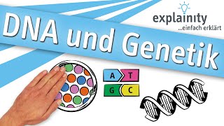 DNA und Genetik einfach erklärt explainity® Erklärvideo [upl. by Webb]