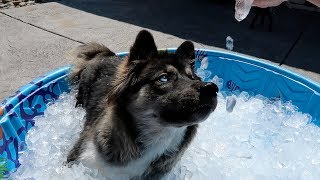 Husky Puppy Gets Ice Pool for the FIRST Time [upl. by Nohsram]