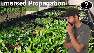 How To Propagate The EASIEST Aquarium Plant Emersed FAST [upl. by Ybot]