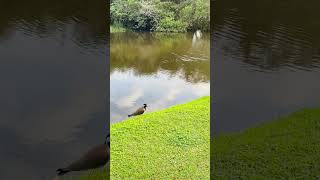 RED WATTLED LAPWING bird nature birdslover birdwatching birding shortsvideo viralvideo 😍❤️ [upl. by Anaujd]