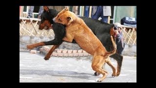 Rottweiler Attacks a Pitbull [upl. by Shane]