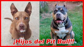 TOP 10 perros MESTIZOS de PIT BULL terrier 🔥 tipo bull [upl. by Lerraf]