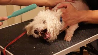 I Am The Best Groomer For Aggressive Dogs  Out Of State Groom [upl. by Winthrop60]