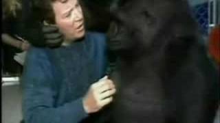 Shatner Goes Ape Over Koko the Gorilla  92908 [upl. by Najib56]