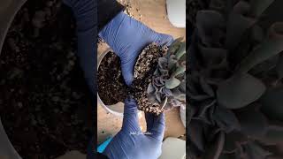 Echeveria Trumper cactusysuculentas shortvideo plantas suculents cactus echeverias viral [upl. by Enimzzaj]