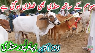 Bhawalpur Cow Mandi Fresh Latest Update Today 29102024  Sahiwal Cholistani Cow Mandi  Cow Mandi🔥 [upl. by Divadnahtanoj]