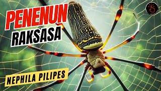 LABALABA RAKSASA PENENUN TERBESAR DI DUNIA‼️NEPHILA PILIPES dikliksaja labalaba hewanunik [upl. by Marteena]