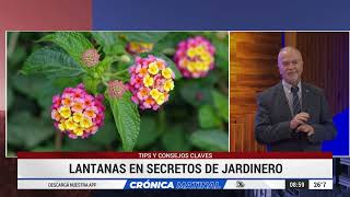 LANTANAS EN SECRETOS DE JARDINERO TIPS Y CONSEJOS CLAVES de ÁLVARO RUIZ MORENO de VIVEROTERAPIA [upl. by Adnamor]