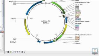 CLC Workbench シリーズの使い方 ～基本操作編～ [upl. by Kere493]