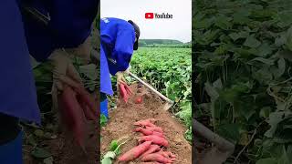 Its time to dig sweet potatoes in autumn [upl. by Aes]