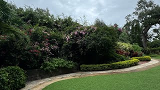 Colorful Bougainvillea A Vibrant Display of Fuchsia Purple Red… Wonderfulworldofgardens [upl. by Deevan]