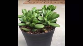 My crassula collection and tips for caring for crassula plants [upl. by Nnaegroeg]