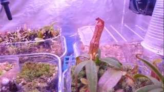 Nepenthes Terrarium cooled with Peltier Element 16032013 [upl. by Nnylaj]