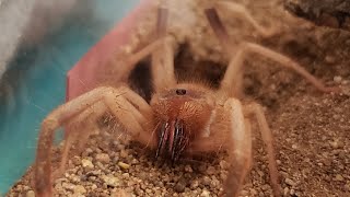 SolifugaeAZ Camel Spider Feeding Time [upl. by Florri]