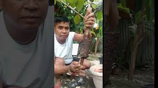 How to plant marcot guava airlayering farmer farming short reelsvideo garden [upl. by Oravla]