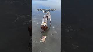 But this one was kinda crabby 🦀🤣 gsp mybonzaiboy puppy gspoftheday doglover funny petowner [upl. by Nrek]