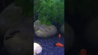 Platy and home raised mollys relief fishaquarium shortvideos fishbowl youtubeshorts [upl. by Fronia]