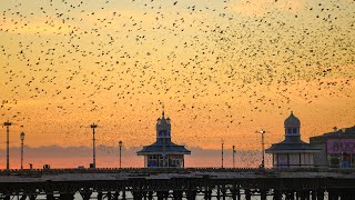 Starlings Murmurations Blackpool North Pier [upl. by Josy392]