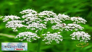 Anise Aniseed – Seeds Review [upl. by Anaik]