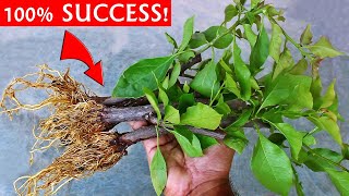 SUPER EASY Method To GROW Bougainvillea From Cuttings [upl. by Leanatan]