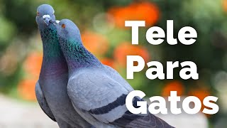 Pájaros Para Gatos  Palomas Comiendo y Cantando🦜🦜 para Gatos  Entretenimiento para Gatos [upl. by Esaertal472]