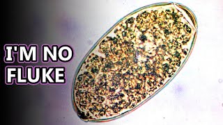 Liver Fluke facts intestinal parasites  Animal Fact Files [upl. by Kcireddor326]