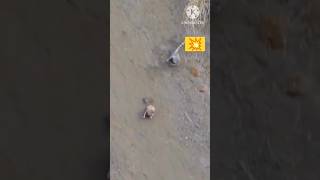 Rabbit chase leopard rabbit leopard trending wildlife shortvideo shorts short [upl. by Yle402]