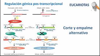 REGULACIÓN DE LA EXPRESIÓN GÉNICA EN EUCARIOTAS 2 [upl. by Arral]