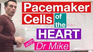 Pacemaker Cells of the Heart  Cardiology [upl. by Hardie]