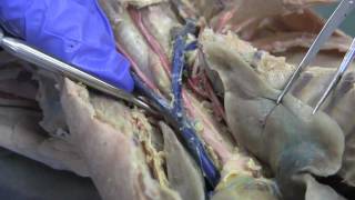 Cat Dissection  blood vessels HD video basic anatomy 2 [upl. by Eigriv852]