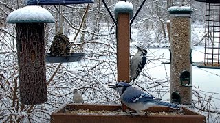 Frosty Feeders Bring In Diverse Visitors To The Cornell Lab FeederWatch Cam – Jan 30 2023 [upl. by Bunns]