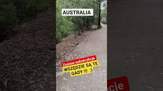 jaszczurka geko gady jaszczur nature australia aroundtheworld shopping waytohome subscribe [upl. by Azil437]