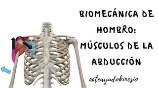 Biomecánica músculos abductores de hombro [upl. by Essilevi820]