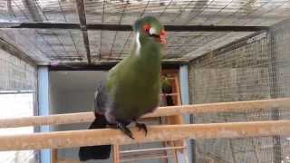 White Cheek Turaco [upl. by Aihsik]