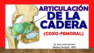 🥇 ARTICULACIÓN DE LA CADERA Coxofemoral Fácil Rápida y Sencilla [upl. by Nalyac]