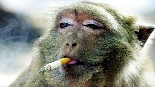 Funny Monkeys Videos  Funniest Monkey Will Make You Laugh Hard Compilation [upl. by Besse]