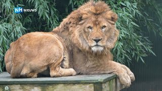 Grote zorgen om leeuw Bingo  Remy en zn vrienden 3 [upl. by Apurk969]