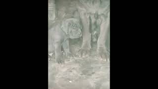 Neapolitan Mastiff [upl. by Cordova712]