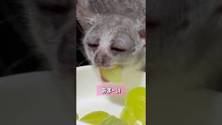 Bushbaby イーサシャインマスカットに大満足shots ブッシュベイビー ショウガラゴ bushbaby おさるさん [upl. by Munniks570]