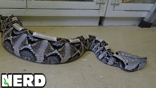 ANGRY GABOON VIPER  ALSO WILL KEVIN GET BIT [upl. by Forkey]