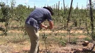 How to train pear trees into a 4 leader system on Open Tatura trellis [upl. by Adnamor]