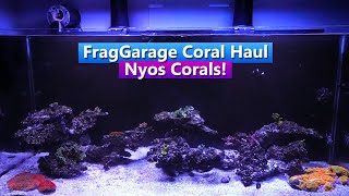 Nyos Reef Tank update  Frag Garage Coral Haul [upl. by Medora]