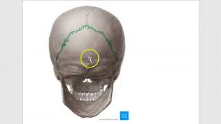 Anatomy 301 Fibrous Joints Classify Suture Skull Syndesmosis Gomphosis Tooth Solved Question Paper [upl. by Mcclary]