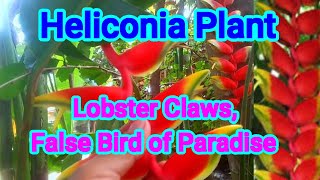 Heliconia plant grow care propagate [upl. by Tricia]