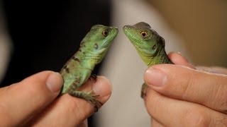 4 Cool Facts about Basilisks  Pet Reptiles [upl. by Hurff796]