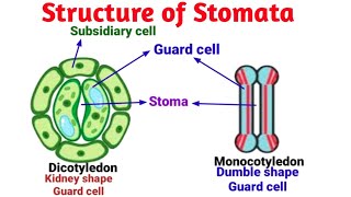 Structure of Stomata  Stomatal apparatus  Guard cells  Pravin Bhosale [upl. by Ettereve2]