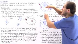 Mechanism of BLymphocytes [upl. by Suirtemed]